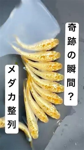 メダカの撮影について！簡単にお伝えします！ #改良メダカ #アクアリウム