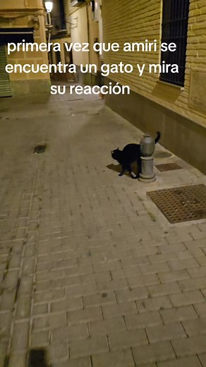 Amiri y su primer encuentro con otro gato