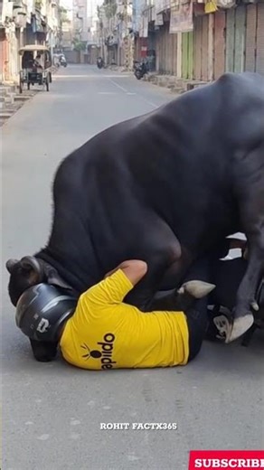 cow rides rapido bike, made using ai