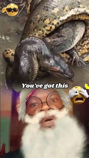 crocodile versus python #animals #wildlife