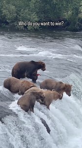 Fat Bear Week is almost complete! Who do you want to win? Are there any Fat Bears you think should have made it further? | Whiskey Tango & Co.