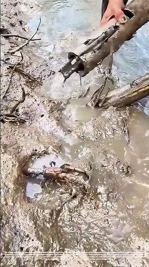 Pulling the Trap: Harvesting Crayfish from a Sunken Bamboo Tube