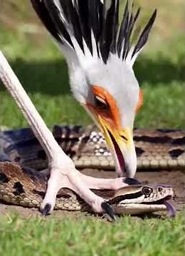 Why Snakes Fear the Secretary Bird | Nature's Lethal Kickboxer