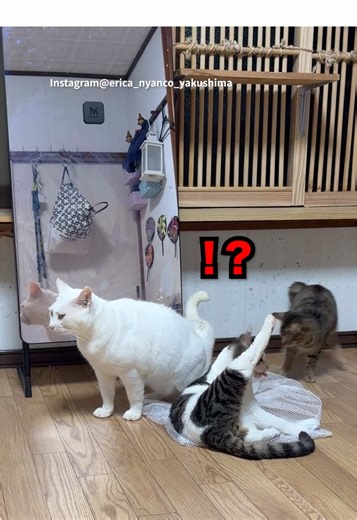 発射の瞬間に遭遇した可愛い猫たち