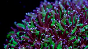 Corals of the Genus Galaxea are a niche large polyp stony coral sometimes found in mixed reef tanks. They often have white tips and the density of these white tips gives the colony as a whole this starry, cosmic appearance and was thusly named a Galaxy Coral. | Tidal Gardens