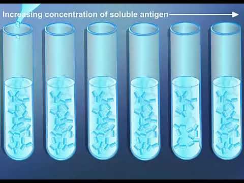 agglutination and precipitation