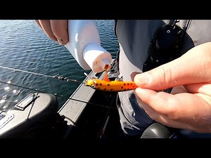 American Lake Rainbows