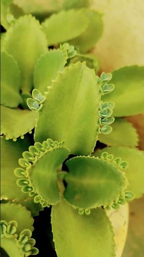 Asexual reproduction of plant- leaf budding