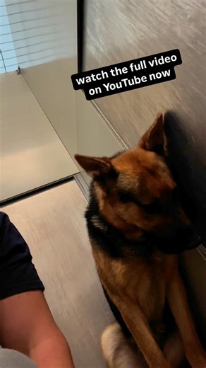 5.2K views · 260 reactions | Rocky Kanaka on Reels | Facebook