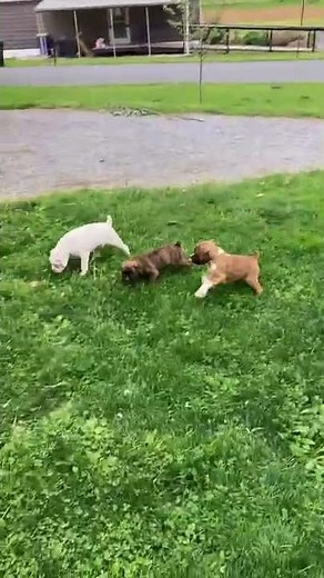 Boxer Puppies for Sale