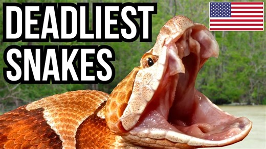 When stepping too close triggers a potentially fatal strike