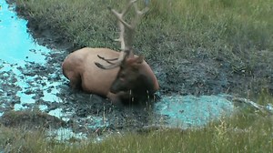 140K views · 2.6K reactions | Take a minute to enjoy the peaceful sounds of elk country. | Rocky Mountain Elk Foundation | Facebook