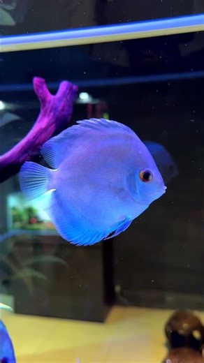 Blue Diamond Discus (Symphysodon sp.) – Selectively Bred Color Morph of the Discus Fish