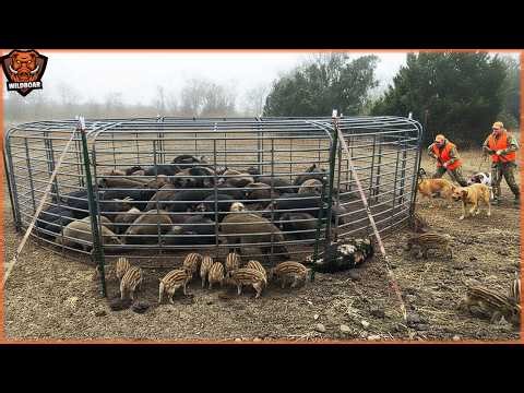 How Texas Farmers Do Brilliant Methods for Trapping Millions of Wild Boars | Wild Boar Hunting