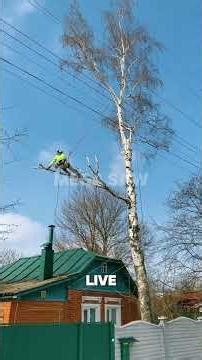 Why this tree removal cost $4,300! 😱🌲