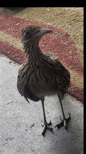 They are cute feet. #birdfeet #birdfyp #humor #birdhumor #fyp #lol #haha #whynot #hehe #cute #roadrunner