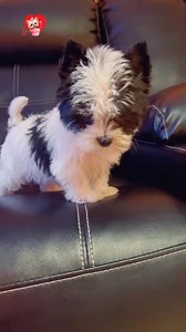 So Cute White And Black Yorkie Puppy Noising #yorkie #yorkielove #yorkshireterrier #terrier | I Love Yorkshire Terrier