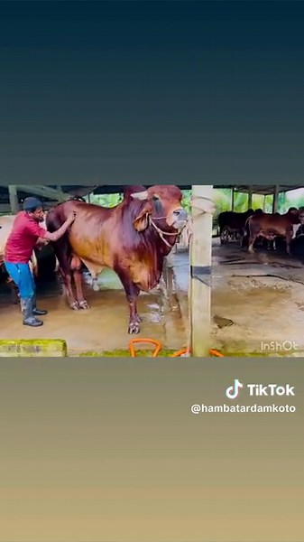 হাম্বাটার দাম কত? on TikTok