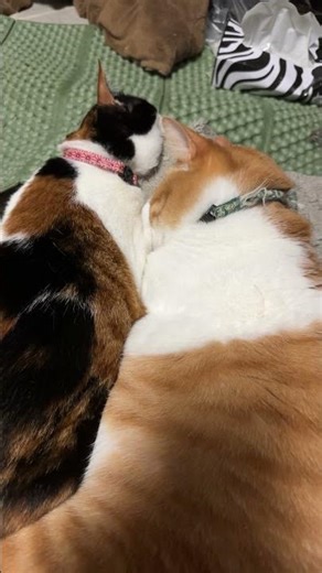 二人ベッタリの、キィ君と小梅。 #shorts #三毛猫 #ねこ