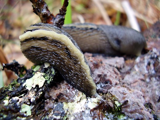 The world's biggest slug is a forest beast the size of a frying pan – with an enormous appendage to match – and swings from trees to mate | Discover Wildlife