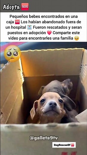 Pequeños bebes Chihuahua en Adopción.. 🆘️🍼❤️