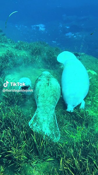 Manatee Protection and Conservation in Florida