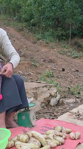 164K views · 2.1K reactions | Ly Tieu Ca installs electrical wiring: Harvests white radishes and beans for sale #lytieucaslife #lytieuca #singlemother | Collection | Facebook