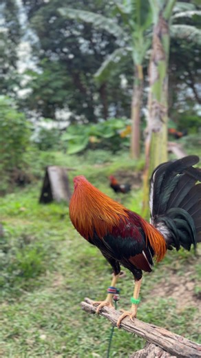 Medyo masungit #manokpanabong #manoknapula #manok #fyp