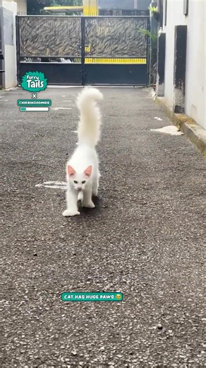 He's got stompers 🐾🐈 | Furry Tails