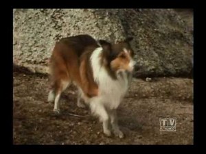 Ranger Cory Lassie (Season 12 Eps 26 Babes In The Woods)