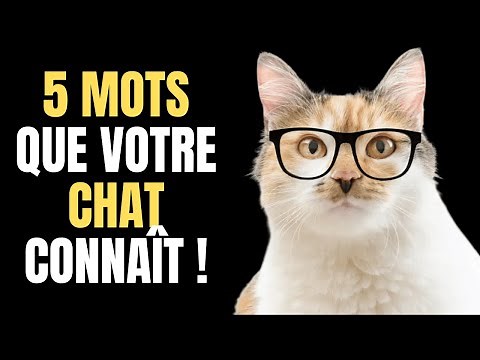 5 WORDS Your Cat Really Understands (Backed by Science)