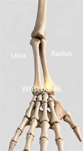 A detailed anatomy diagram of the human arm skeleton,