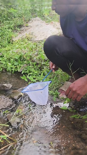 317K views · 3.1K reactions | riverside guppy fish tank set up and fish catching 朗朗 | bros vlogs tamil | Facebook