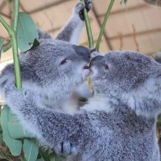 902K views · 47K reactions | There’s no escaping the kiss cam today little ones!  Feel free to watch this super cute video from Billabong Zoo on repeat, we certainly did! Situated in the Port Macquarie region of Visit NSW, about 4.5 hours north of Sydney.com, this wildlife park is home to more than 200 native and exotic animals. | Australia.com | Facebook