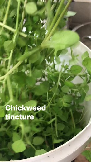 12K views · 258 reactions | Chickweed Tincture (Stellaria media) Folk Method #traditionalmedicine #survival #forage #herbalmedicine | Prepper Kiwi | Facebook