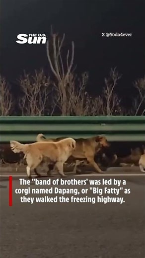 Pack of dogs lost for 4 DAYS walks 10 miles in freezing cold to find owners