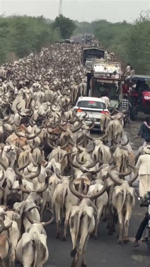 Kutch Has More Cattle Than Humans - Here's What It Looks Like