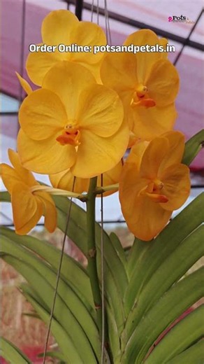 💛🧡 Vanda Yellow Orange Blooming Size 🧡💛
