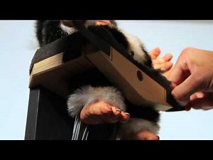 Gremlins 2: The New Batch | Mohawk