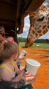 Summer ☀️ safari fun starts HERE! Long days, sunny skies, and wild adventures await! From wagon tours to special encounters, there’s no better way to make the most of summer. Who’s ready for some safari fun? Book your private or semi-private pinz tour today! 🌎 https://globalwildlife.com #globalwildlife #louisiana #louisianatravel #explorelouisiana #explorela #animals #conservation #OnlyLouisiana #tangitourism #visitthenorthshore | Global Wildlife Center
