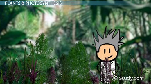 Photosystem | Definition, Location & Function