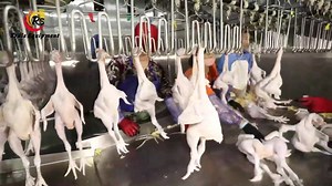 63 reactions · 4 comments | Get perfectly plucked chickens every time with Eruis Plucking Machine! Our innovative tool ensures clear and thorough plucking for a professional finish. #eruisequipment #chickenplucking #commercialicemaker #poultryprocessing #poultryequipment #chickenplucker #slaughterhouse #slaughterline #poultryfarming #slaughterequipment #poultryslaughterequipment #abattoir | Eruis Equipment | Facebook