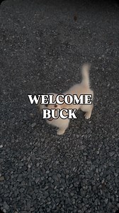 1.5K views · 595 reactions | Welcome Buck to the family! Buck is Eva’s dog and we chat about it in today’s video. Check it out! #buck #puppy #goldenretriever #dog #goldenretrievers #outdoorswiththemorgans #outdoors #family | Outdoors With The Morgans | Facebook