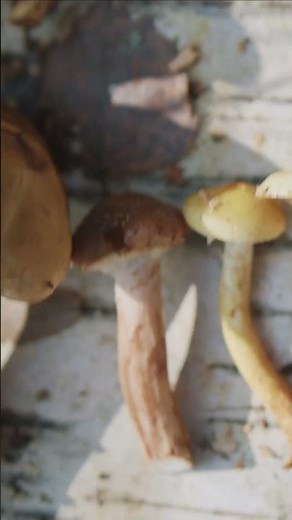 🍄 Every mushroom has its own unique shape, color, and story. 🌿