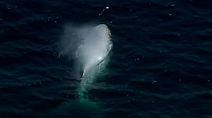 Rare white whale seen off Australian coast