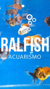 Descubre la belleza acuática con los Goldfish Oranda Calico de Ralfish Acuarismo. Colores cautivadores, aletas majestuosas: tu acuario de ensueño cobra vida. Sumérgete en la excelencia con Ralfish. ✨ #AcuarioElegante #GoldfishOranda #RalfishAcuarismo | Ralfish Acuarismo | Facebook