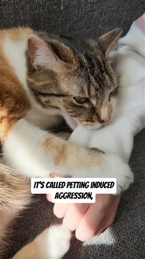 OreoAndPumpkinSpice | Why do cats bite your hand? 🫦 #catbites #catsoffacebook #cats101 #catsofinstagram #cats | Instagram