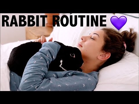 DAILY RABBIT ROUTINE / LIFE AS A PET YOUTUBER