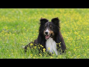 Managing Barking in Shetland Sheepdogs