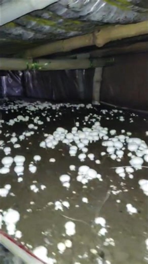 fast flash batan mushroom #shorts #viral # #song #trending shorts